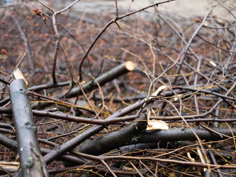 When to Rent a Dumpster for Winter Storm Debris Cleanup
